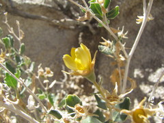 Mentzelia puberula