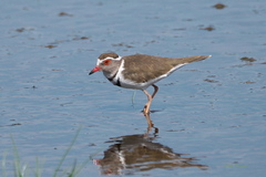 Three-Banded Plover photo 3
