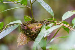 Xanthomixis zosterops