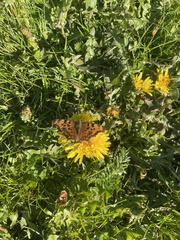 Polygonia faunus image