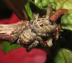 Metaphidippus albopilosus