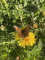 Polygonia faunus image
