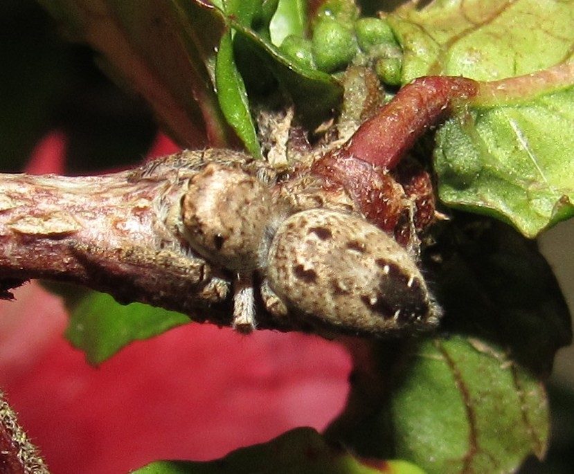 Metaphidippus albopilosus