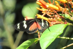 Heliconius doris viridis