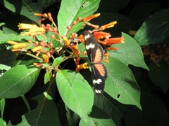 Heliconius doris viridis