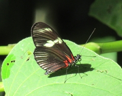 Heliconius doris viridis