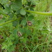 Agromyza johannae - Photo (c) Karen Fry, algunos derechos reservados (CC BY), subido por Karen Fry