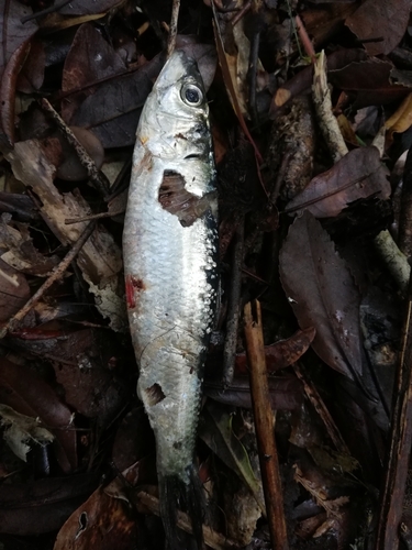 Araucanian herring (Strangomera bentincki) — Clupeidae — 4