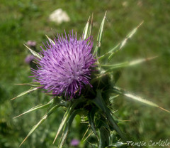 Onopordum bracteatum