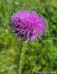 Onopordum bracteatum