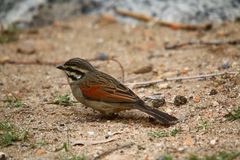 Emberiza capensis