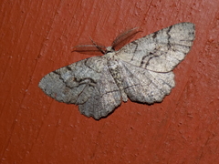 Cymatophora approximaria