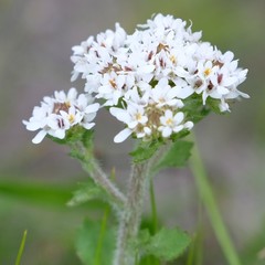 Pseudoselago peninsulae