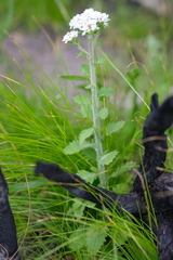 Pseudoselago peninsulae
