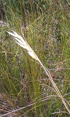 Pentameris pyrophila