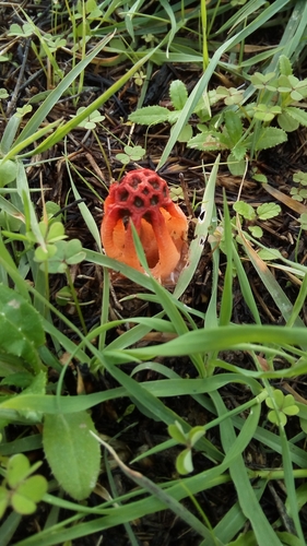 Colus hirudinosus image