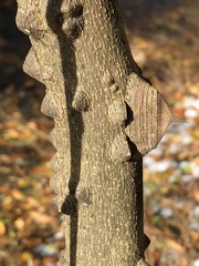 Zanthoxylum simulans