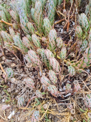 Image of Petrosedum Dianium (Petrosedum dianium) by (c) Anthony Batista, some rights reserved (CC BY)