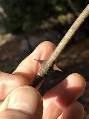 Zanthoxylum simulans