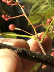 Zanthoxylum simulans
