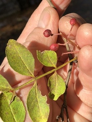 Zanthoxylum simulans