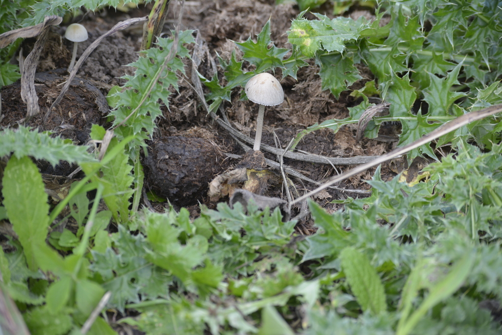 Panaeolus antillarum · May 2023 · photo: © mariazeta (iNaturalist, cc-by)