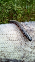 Ommatoiulus lusitanus