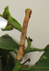 Colocleora divisaria divisaria