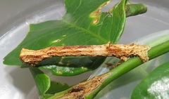 Colocleora divisaria divisaria