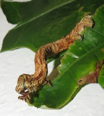 Colocleora divisaria divisaria