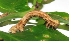 Colocleora divisaria divisaria