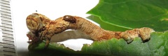Colocleora divisaria divisaria