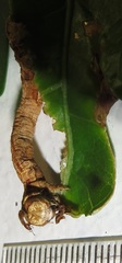 Colocleora divisaria divisaria