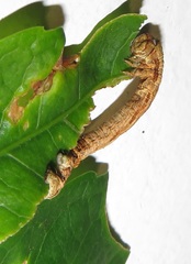 Colocleora divisaria divisaria