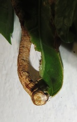 Colocleora divisaria divisaria
