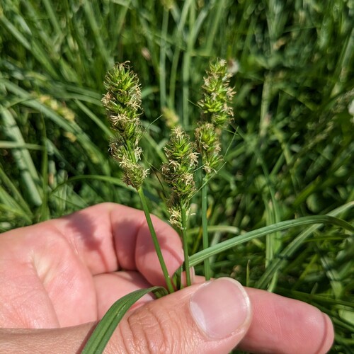 Glomerate sedge (Carex aggregata)