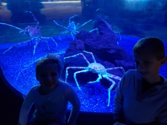 Macrocheira kaempferi