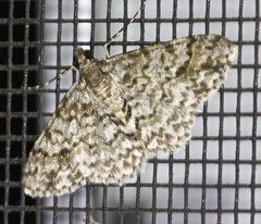 Myrioblephara desumpta