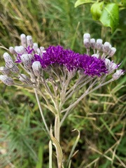 Vernonia capensis