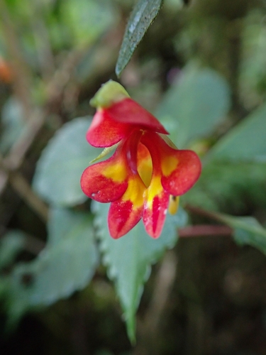 Impatiens kilimanjari image