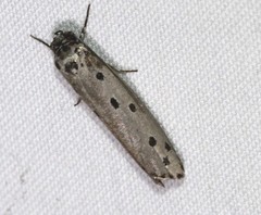 Ethmia heptasema