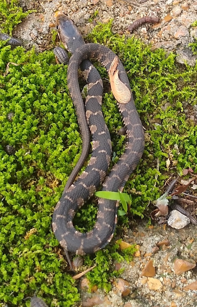 Plainbellied Watersnake from River View Township, MO, USA on May 23