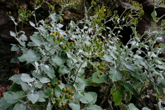 Senecio verbascifolius