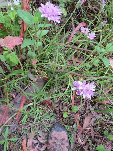 Image of Allium unifolium by (c) Garth Harwood, some rights reserved (CC BY)