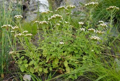 Pseudoselago peninsulae