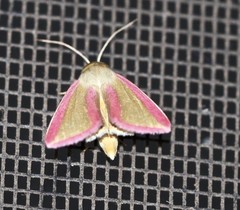 Phytometra formosalis