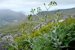 Senecio verbascifolius
