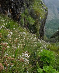 Pseudoselago peninsulae