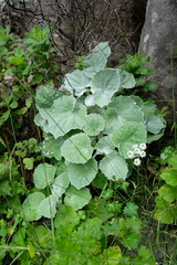 Senecio verbascifolius