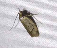 Philobota thiocrossa